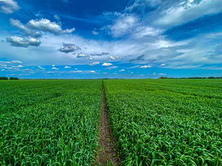 green field of wheat and blue sky