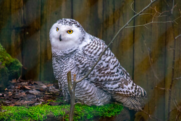 White polar owl strolls near the house of Canada during the day