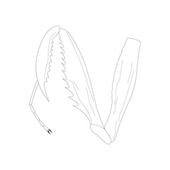 Mantid foreleg. Raptorial (grasping) leg. Black and white illustration.