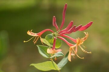 Lonicera