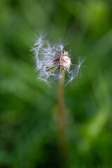withered half empty dandelion against green background
