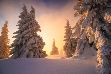 Amazing sunrise in winter forest