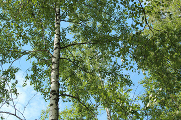 Part of a birch tree in summer