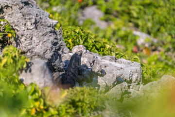 Wild iguana Relaxing on the Beach of Tulum. Quintana Roo, Mexico.