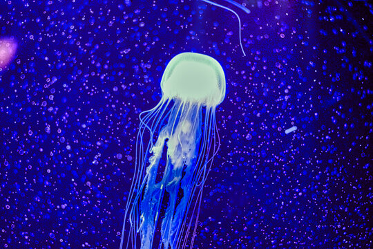 Jellyfish floating against a blue spacelike background