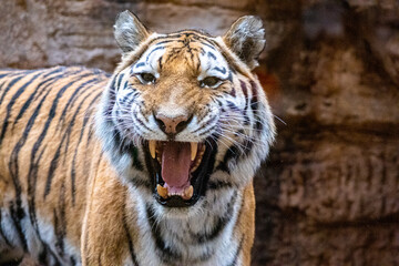 Twgr opens his mouth, a real photo from the wild