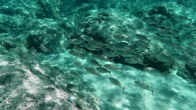 Swimming school of fish in the sea. Video from snorkeling, marine life underwater. Fish on the reef swimming in the waves, aquatic wildlife.