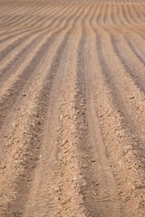 Naklejka premium A lot of beds on a large plowed field. Agricultural land. Endless rows of beds leaving in the distance in the rays of the evening sun