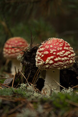 Red fly agaric under the moss.  Forest and green moss. Amanita muscaria fly agaric