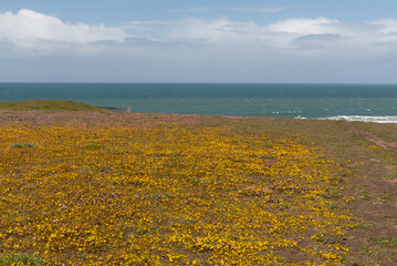Fototapeta na wymiar Background copy space consisting of blue sky, blue ocean and ground covered with yellow flowers- spring bloom concept. Timber Cove is the nearest locality for this.