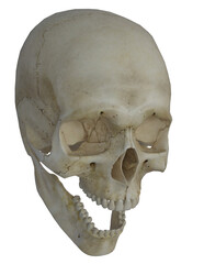 Obraz premium Human Skull With Open Jaw