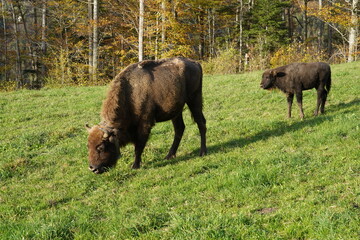 One adult animal and one calf of wisent or European Bison, Bison bonasus in Latin which are living in western Switzerland in free nature, are feeding on grass during sunny weather in autumn season.