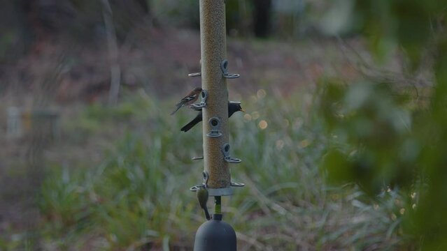 Multiple Birds On A Bird Feeder In A Forest Eating Seeds