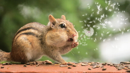 Chipmunk stuffed cheeks dandelion seeds