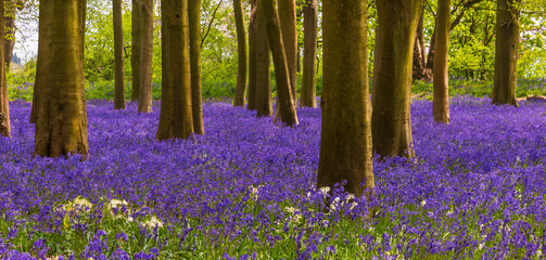 Sun streams through bluebell woods with deep blue purple flowers under a bright green beech canopy