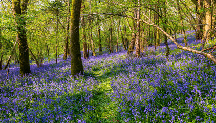 Fototapeta na wymiar Sun streams through bluebell woods with deep blue purple flowers under a bright green beech canopy