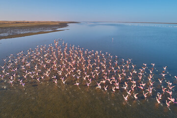 An aerial view of a flock of flamingos running across the water surface. Walvis bay, Namibia.