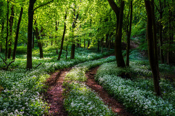 Sunshine illuminates a path through wild garlic  in a Dorset woodland