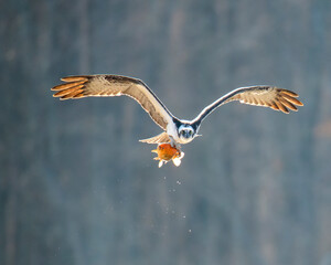 Osprey with fish