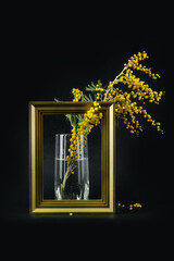 Mimosa flowers and green branches on black background with golden photo frame.  Spring and Easter Frame Concept.
