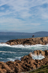 Fototapeta na wymiar rocky coast in galicia in the atlantic ocean