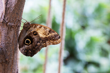 Morpho peleides - a beautiful blue butterfly with an eye on the wing, sitting on a tree trunk.