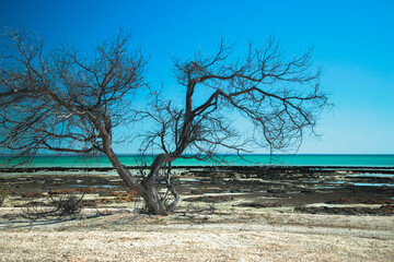 Hamelin pool dry dead tree drought