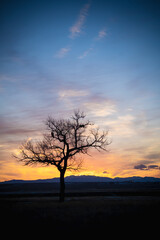 Obraz na płótnie Canvas giant tree at sunset