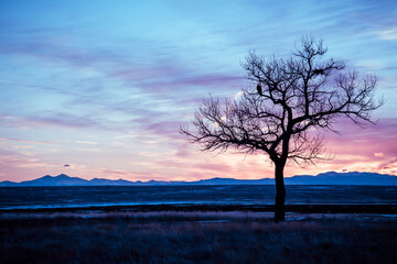Fototapeta na wymiar tree and bird watching sunset