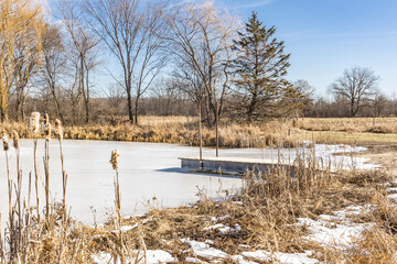 A frozen pond in winter or early spring with a pier, trees, and wetland plants on a sunny day.