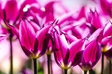 close up of pink and white tulips