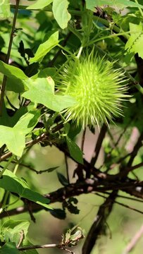 Green immature large spheric-oblong spiny trichomatic dehiscent capsule fruit of Marah Macrocarpa, Cucurbitaceae, native perennial monoecious deciduous herb in the Santa Monica Mountains, Winter.