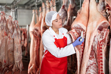 Fototapeta na wymiar Interested young woman in white coat and red apron working in butchery cold warehouse, checking temperature of hanging raw dressed pork carcasses ..