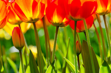 Red tulips with green stems

