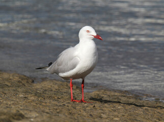 Silver gull seagull bird standing on a boat ramp next to the ocean