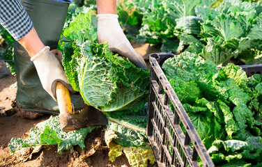 Harvesting cabbage, close up view of hands in gloves cutting cabbage head on field