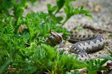 Nose-Horned Viper male in natural habitat (Vipera ammodytes)
