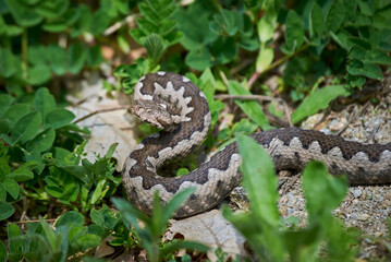 Nose-Horned Viper male in natural habitat (Vipera ammodytes)