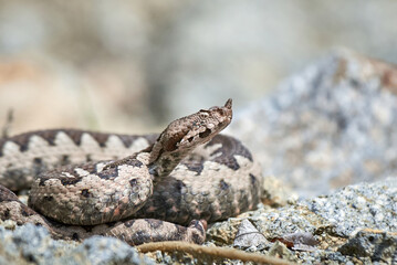 Nose-Horned Viper male in natural habitat (Vipera ammodytes)