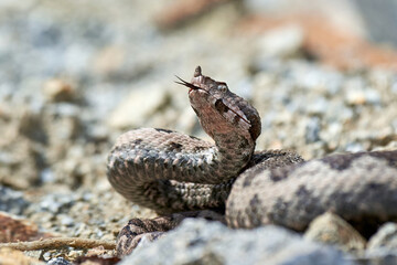 Nose-Horned Viper male in natural habitat (Vipera ammodytes)