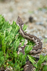 Nose-Horned Viper male in natural habitat (Vipera ammodytes)