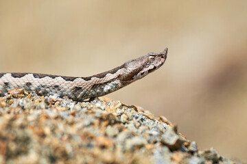 Nose-Horned Viper male in natural habitat (Vipera ammodytes)