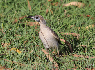 Little friarbird bird standing on the grass