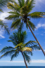 Fototapeta na wymiar Coconut trees at Havaizinho beach