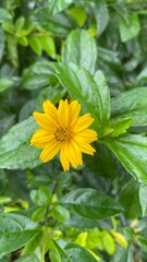 Yellow flower