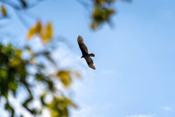 A Turkey vulture (Cathartes aura) flies over the Mayan ruin complex at Chichen Itza.