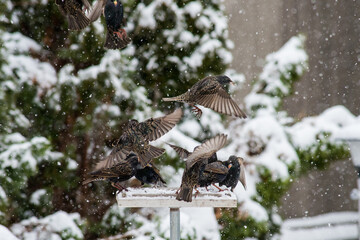 Black bird feeding in winter snow