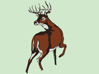 white tail deer illustration design