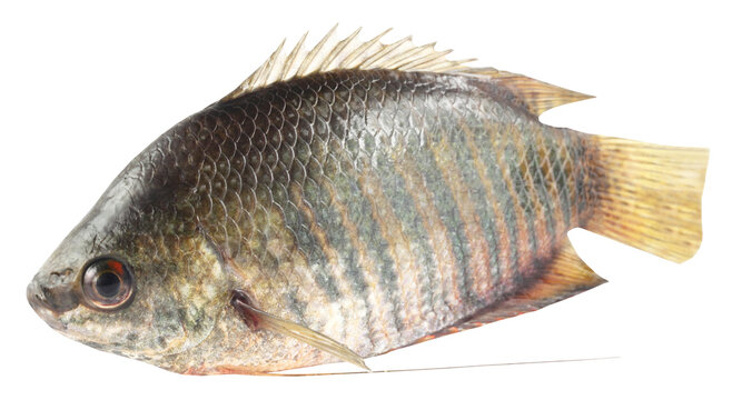 Banded gourami of Southern Asia