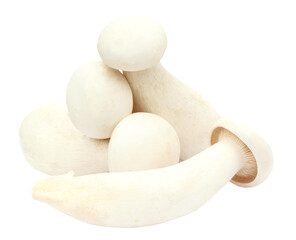 Fresh Milky mushroom